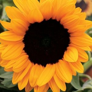 Meet your Posher, Gina